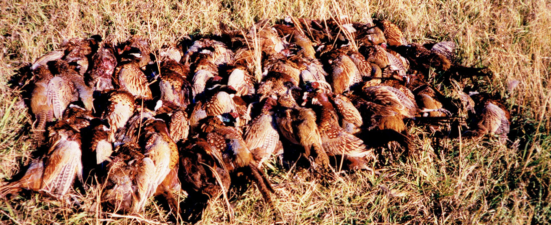 Guided pheasant hunt on private land in Beadle County SD